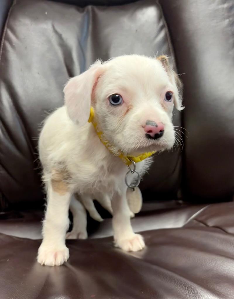 Enlarge Yale, a Adoptable mixed breed in Reno, NV image 2/6