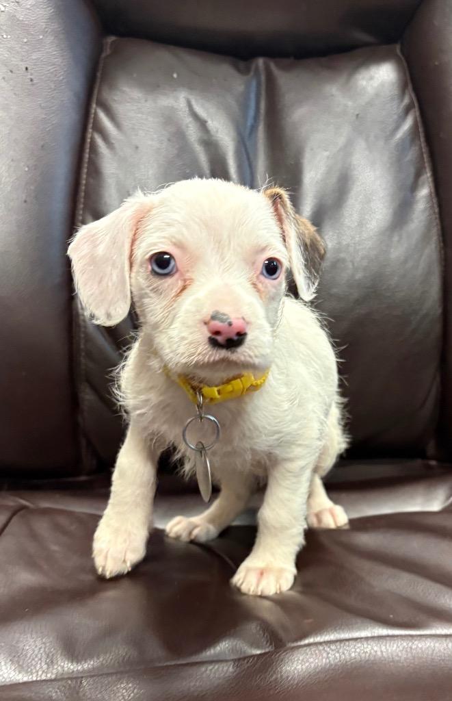 Enlarge Yale, a Adoptable mixed breed in Reno, NV image 4/6