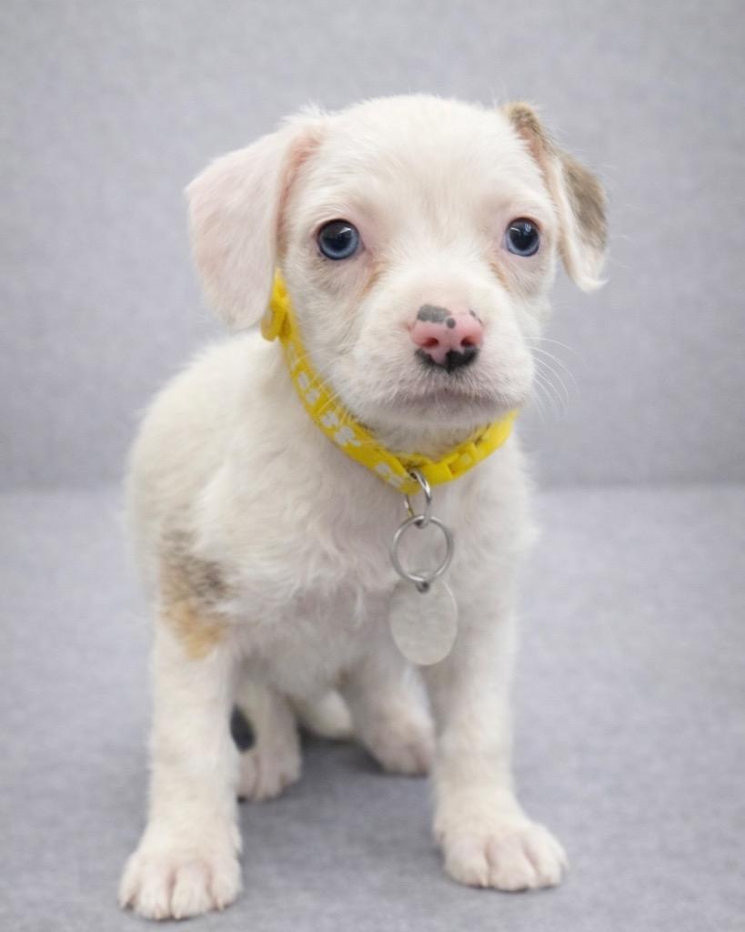 Enlarge Yale, a Adoptable mixed breed in Reno, NV image 5/6