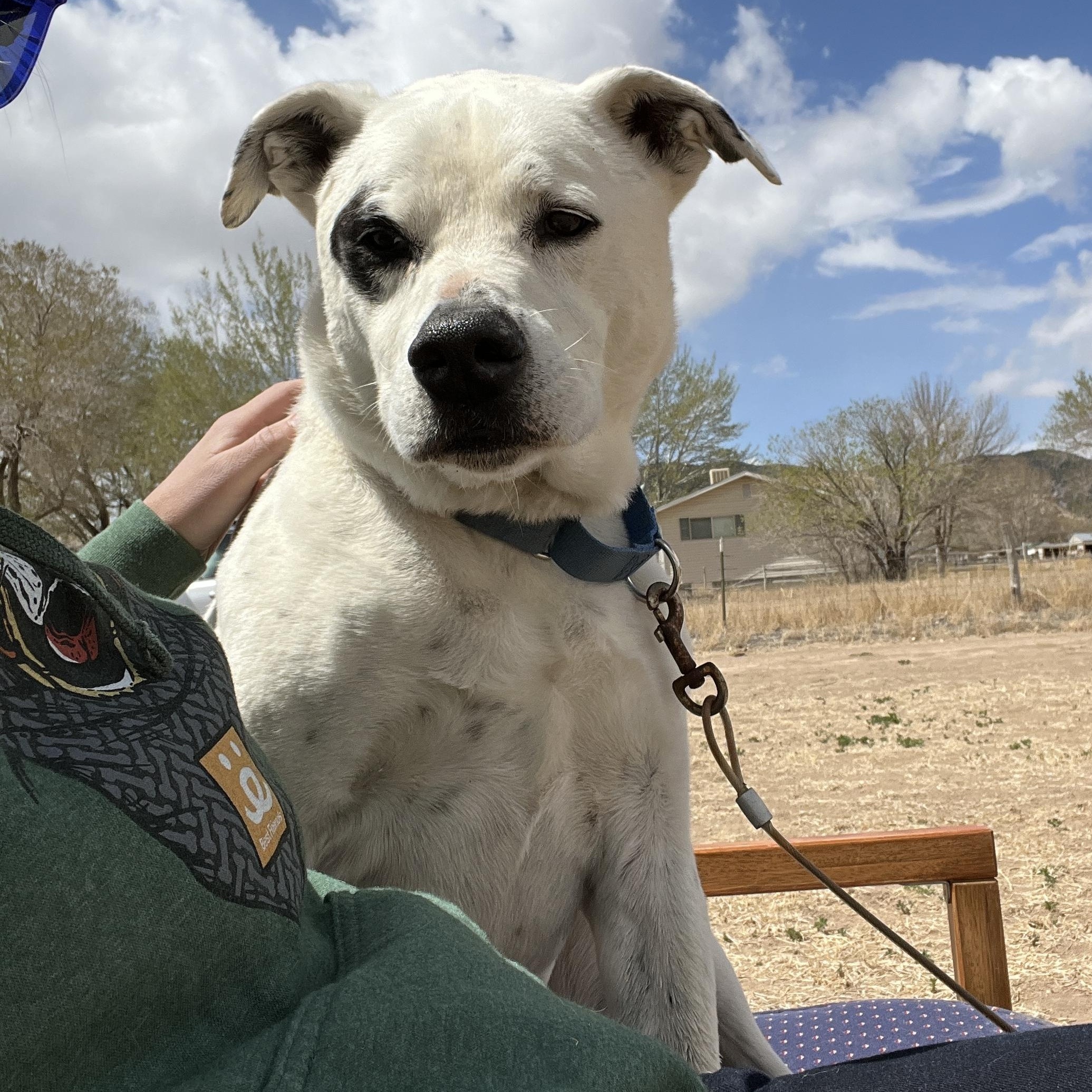 Stetson, Adult Male Mixed Breed