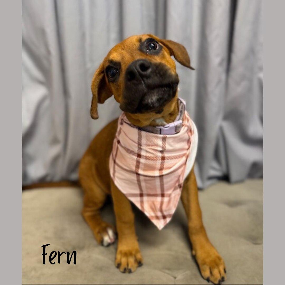 Fern