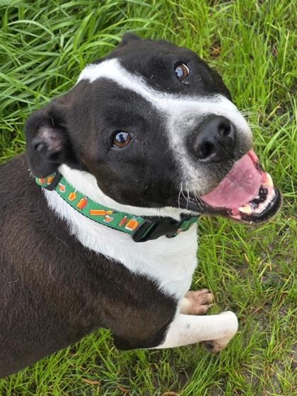 Deebo, Adoptable, Senior Male American Bulldog & Mixed Breed.