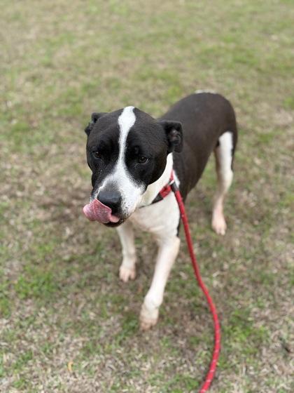 Enlarge Deebo, a Adoptable mixed breed in Conway, SC image 2/3