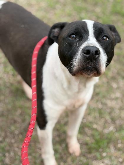 Enlarge Deebo, a Adoptable mixed breed in Conway, SC image 3/3