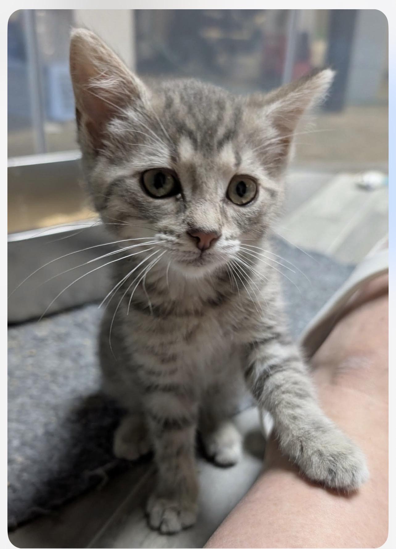Silverware, Adoptable, Kitten Female American Shorthair & Domestic Short Hair.