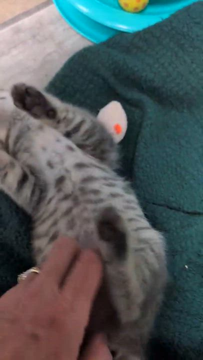Enlarge Silverware, a Adoptable mixed breed in Griswold, CT video 4/6