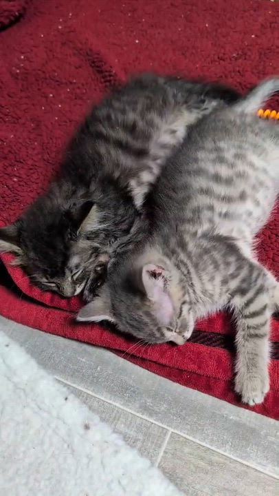 Enlarge Silverware, a Adoptable mixed breed in Griswold, CT video 2/6
