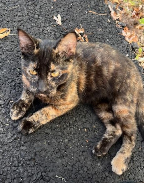 Keke, Adopted, Kitten Female Tortoiseshell.