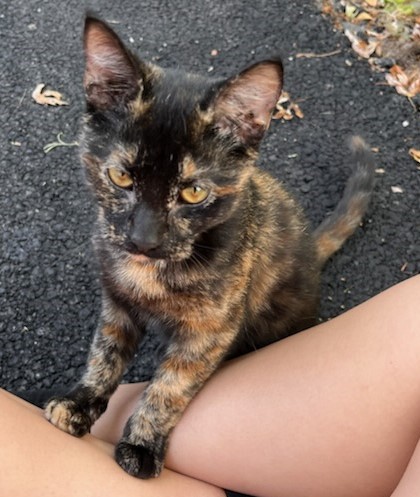 Keke, Adopted, Kitten Female Tortoiseshell.
