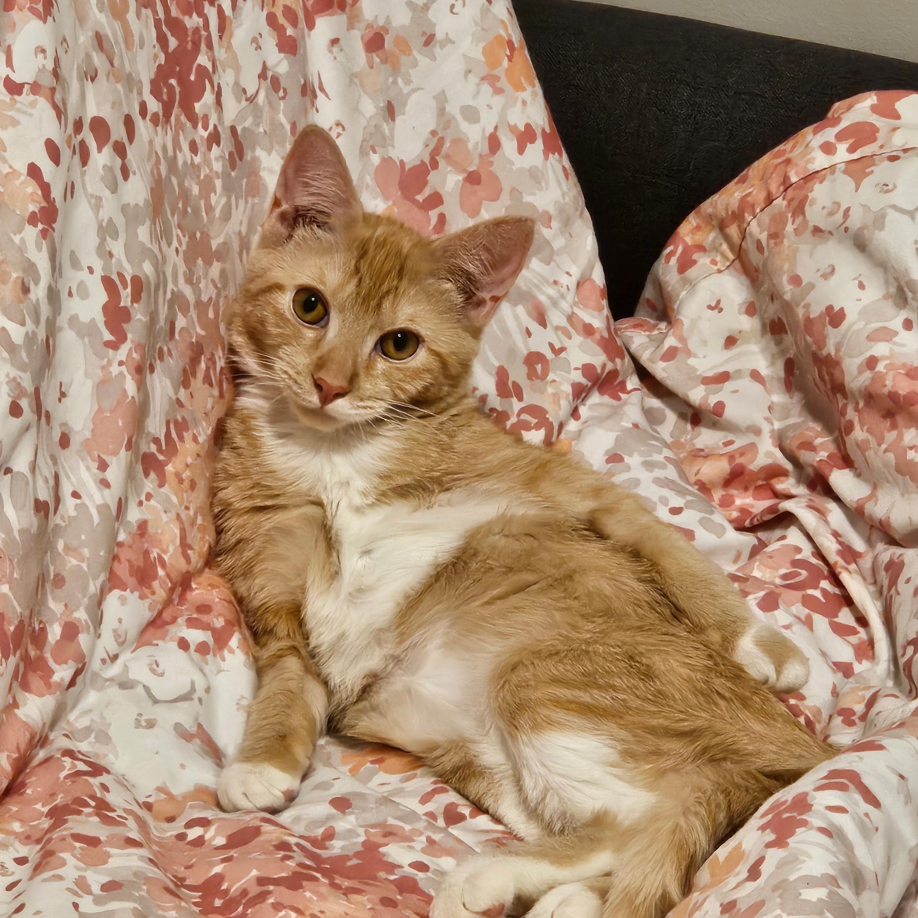 Ginger & Smooch, a ADOPTABLE mixed breed in New york, NY image 5/5