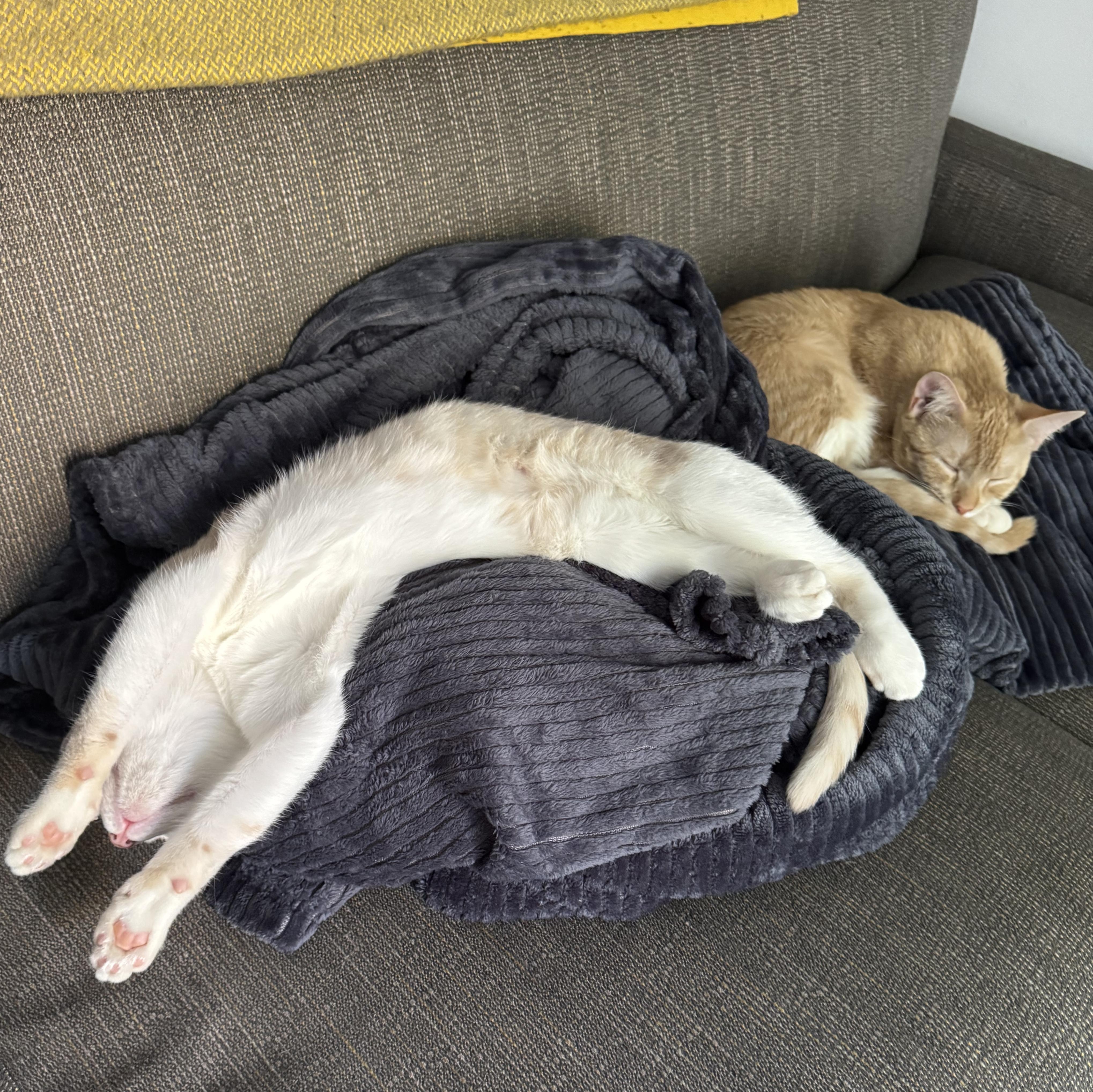 Ginger & Smooch, a ADOPTABLE mixed breed in New york, NY image 2/6