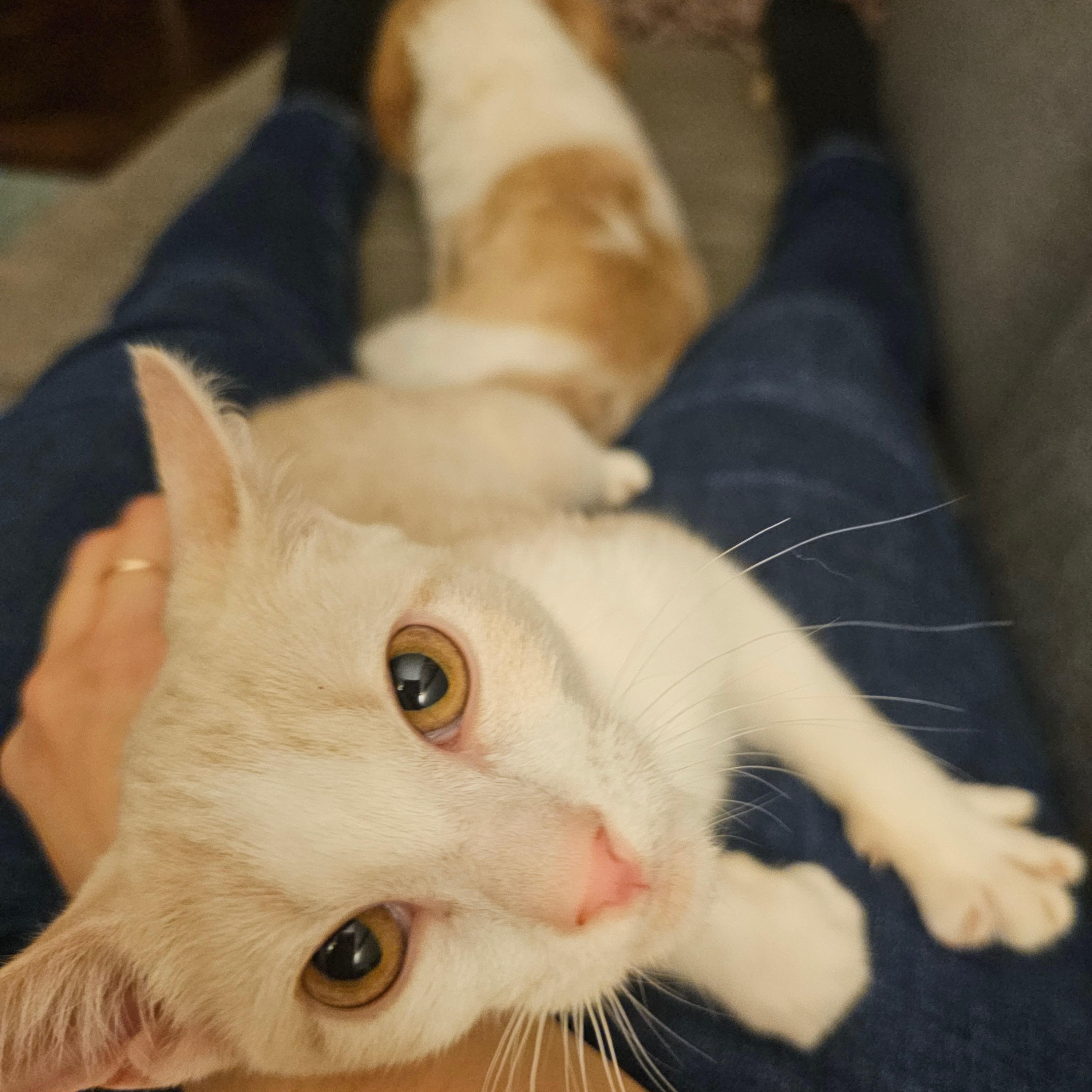 Ginger & Smooch, a ADOPTABLE mixed breed in New york, NY image 3/5