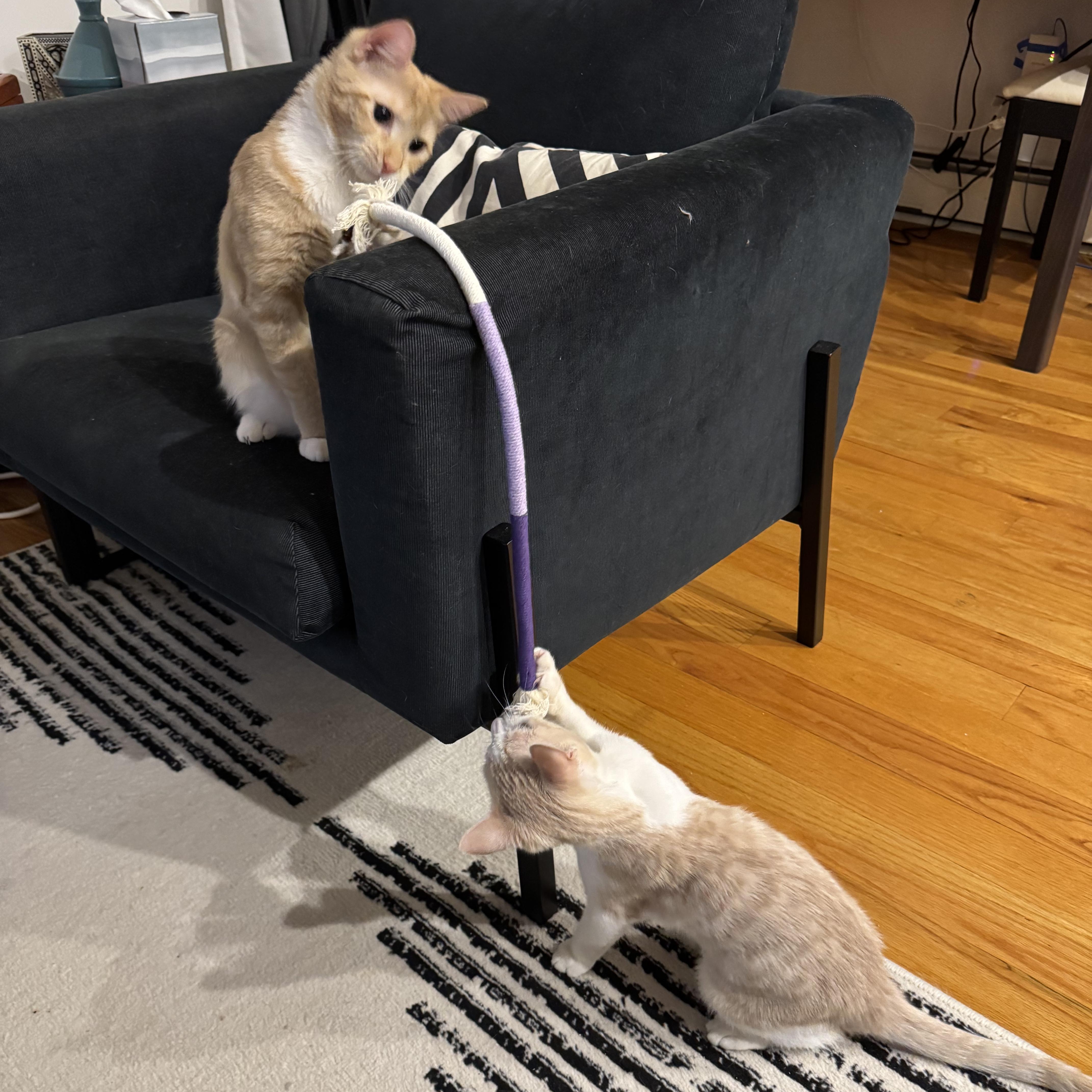 Ginger & Smooch, a ADOPTABLE mixed breed in New york, NY image 4/6