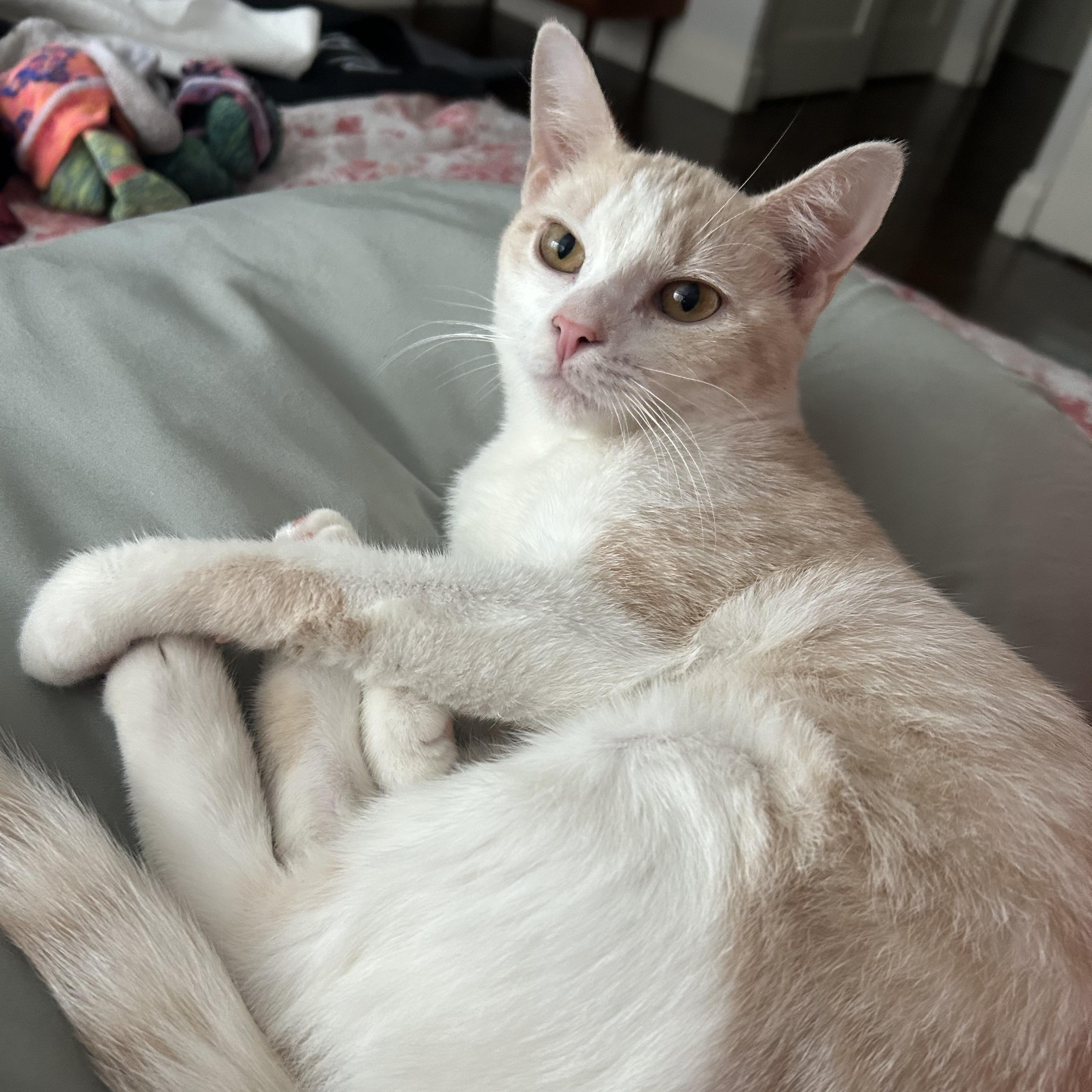 Ginger & Smooch, a ADOPTABLE mixed breed in New york, NY image 5/6
