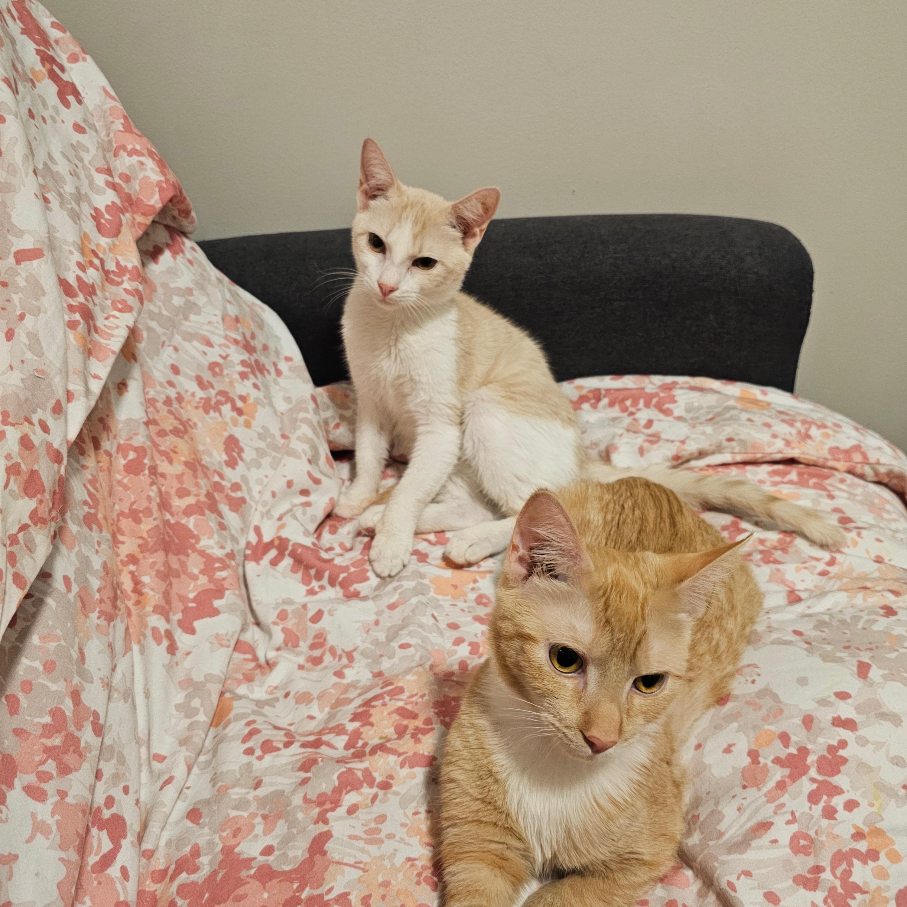 Ginger & Smooch, a ADOPTABLE mixed breed in New york, NY image 4/5