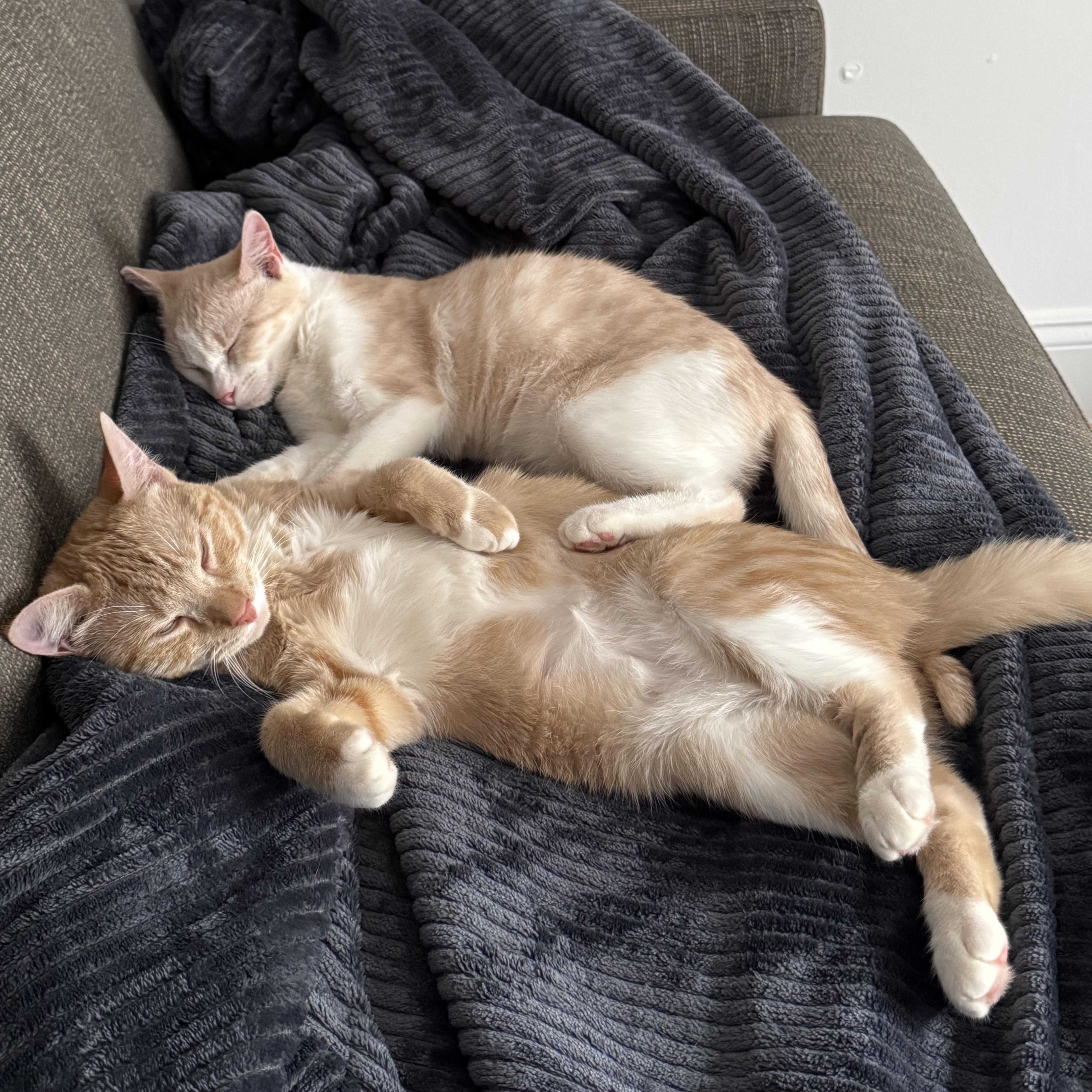 Ginger & Smooch, a ADOPTABLE mixed breed in New york, NY image 3/6