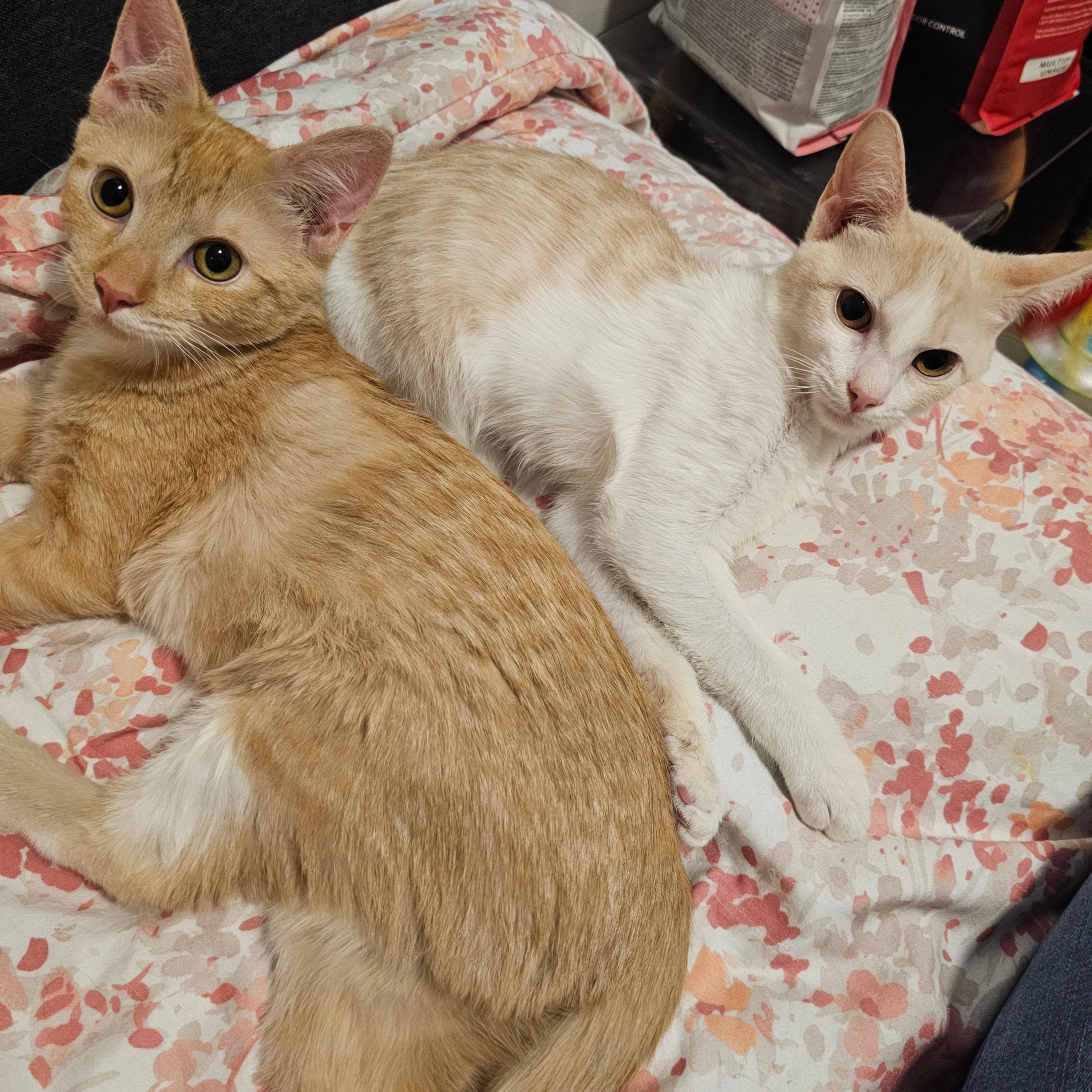 Ginger & Smooch, ADOPTABLE, Kitten Female Domestic Short Hair.