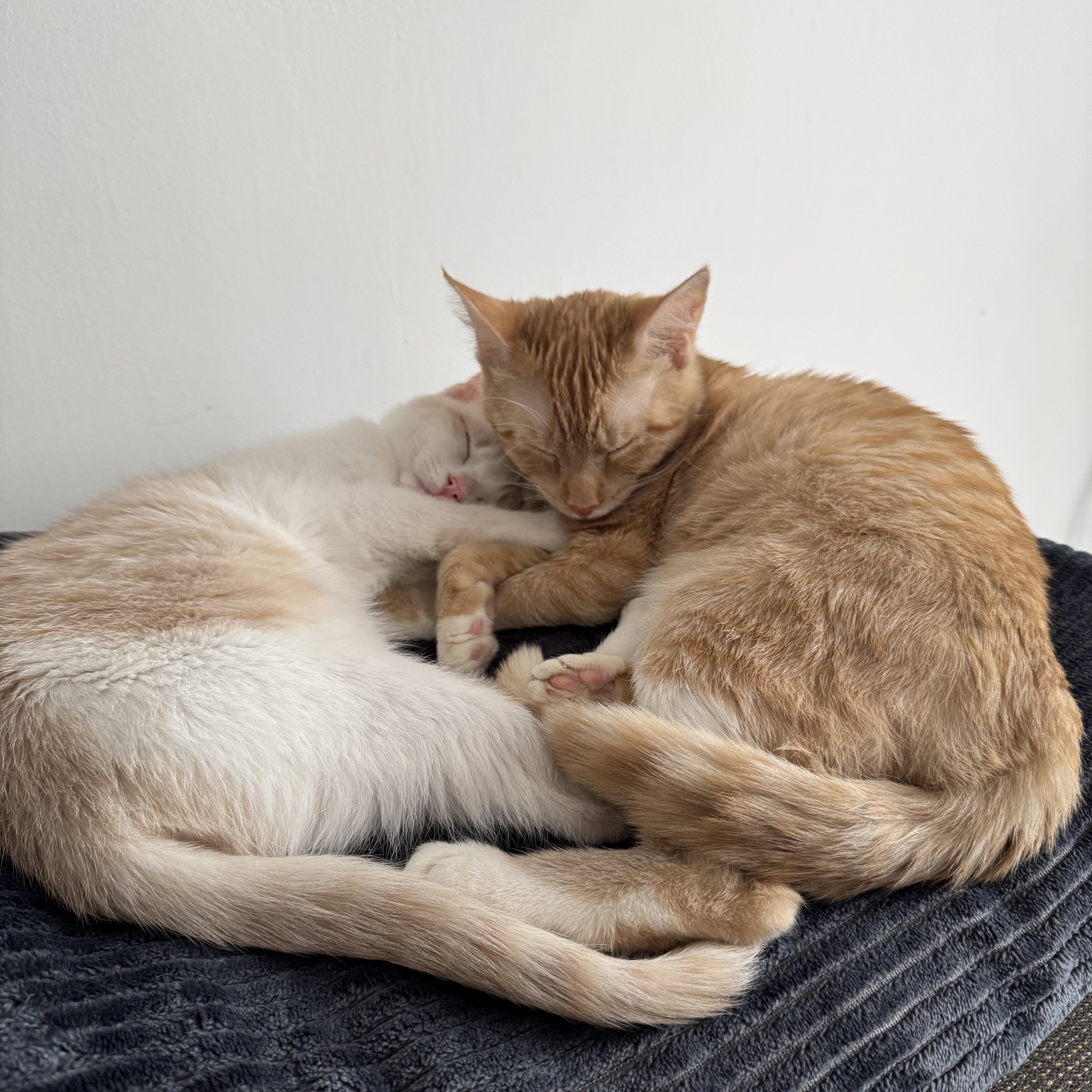 Ginger & Smooch, a ADOPTABLE mixed breed in New york, NY image 6/6