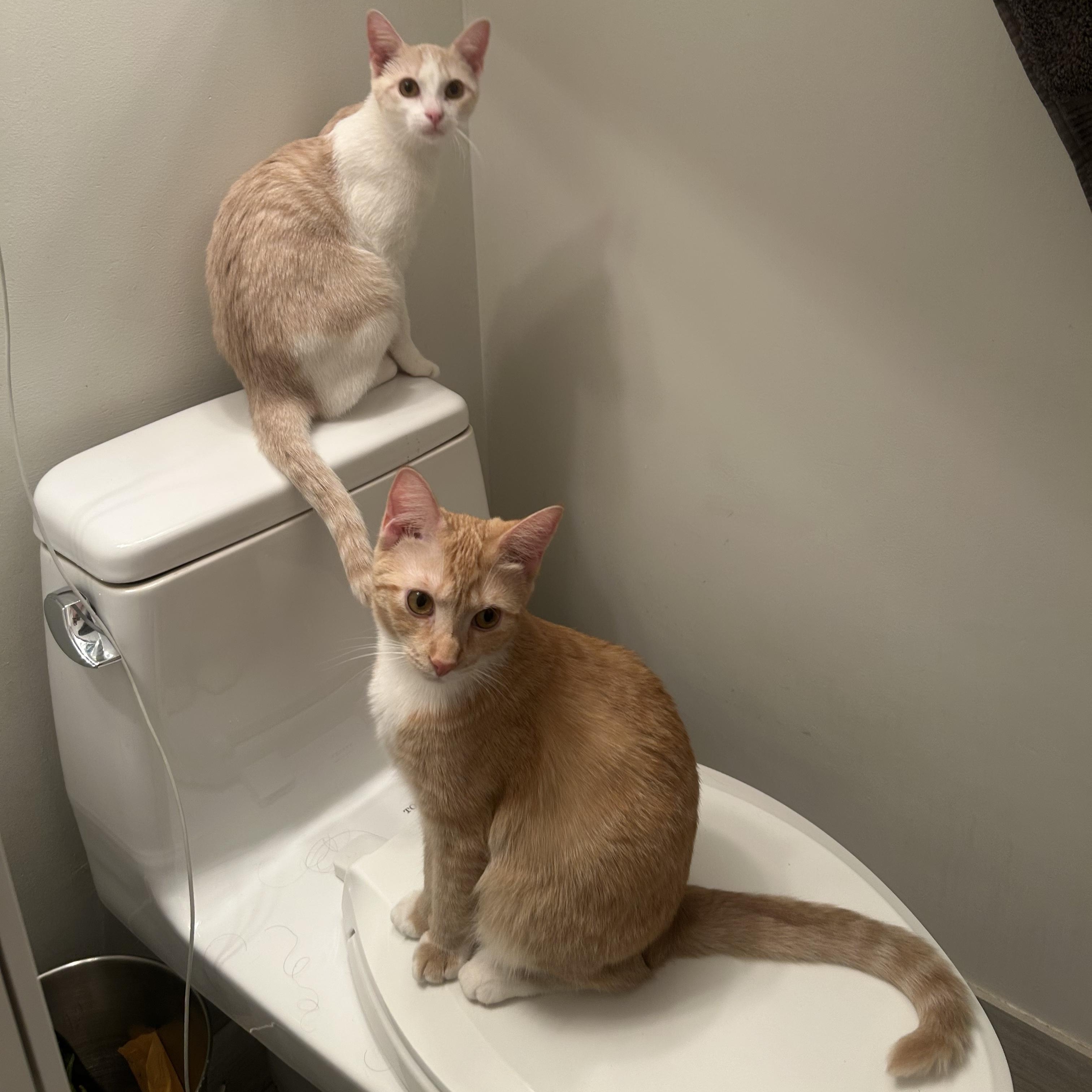 Ginger & Smooch, ADOPTABLE, Kitten Female Domestic Short Hair.