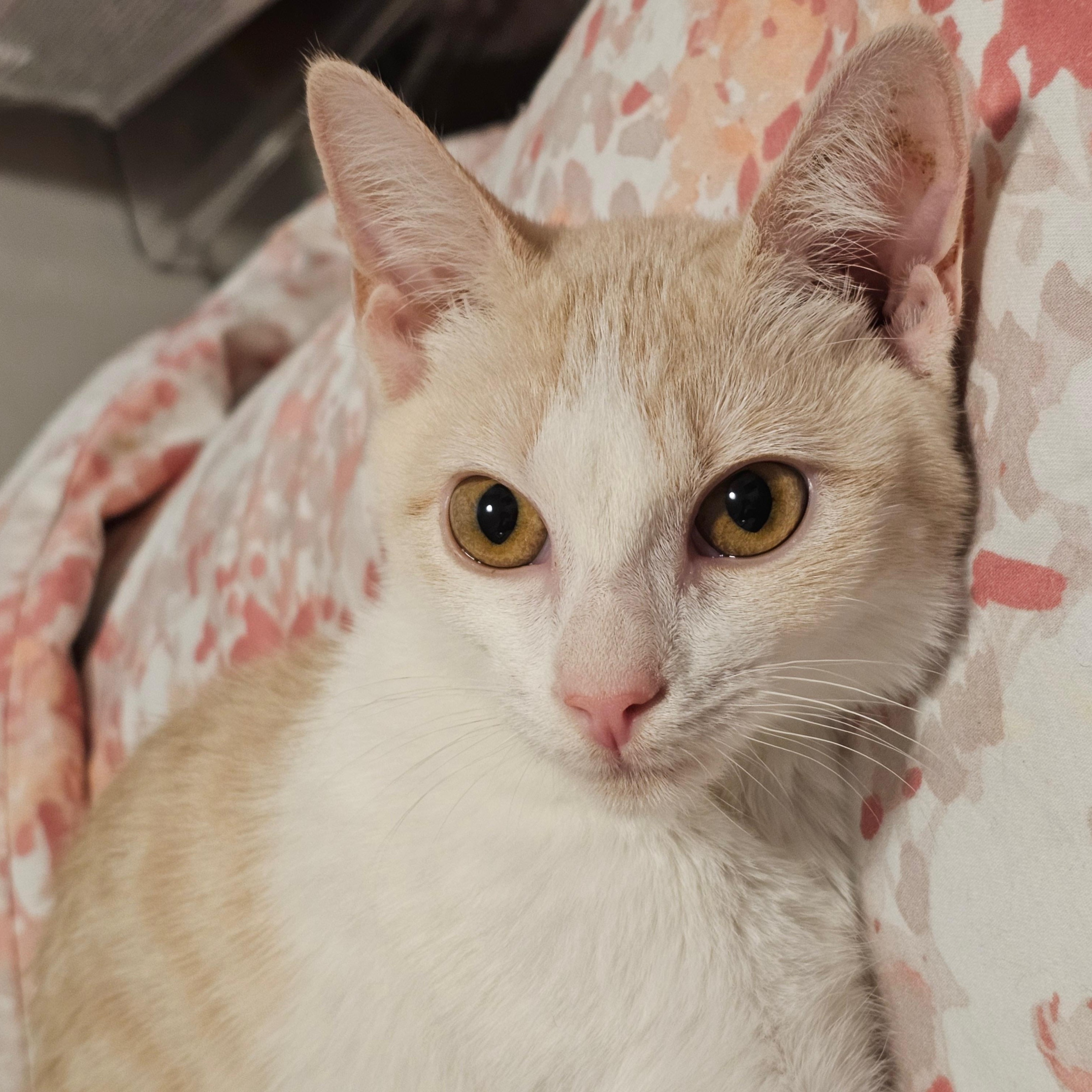 Ginger & Smooch, a ADOPTABLE mixed breed in New york, NY image 2/5