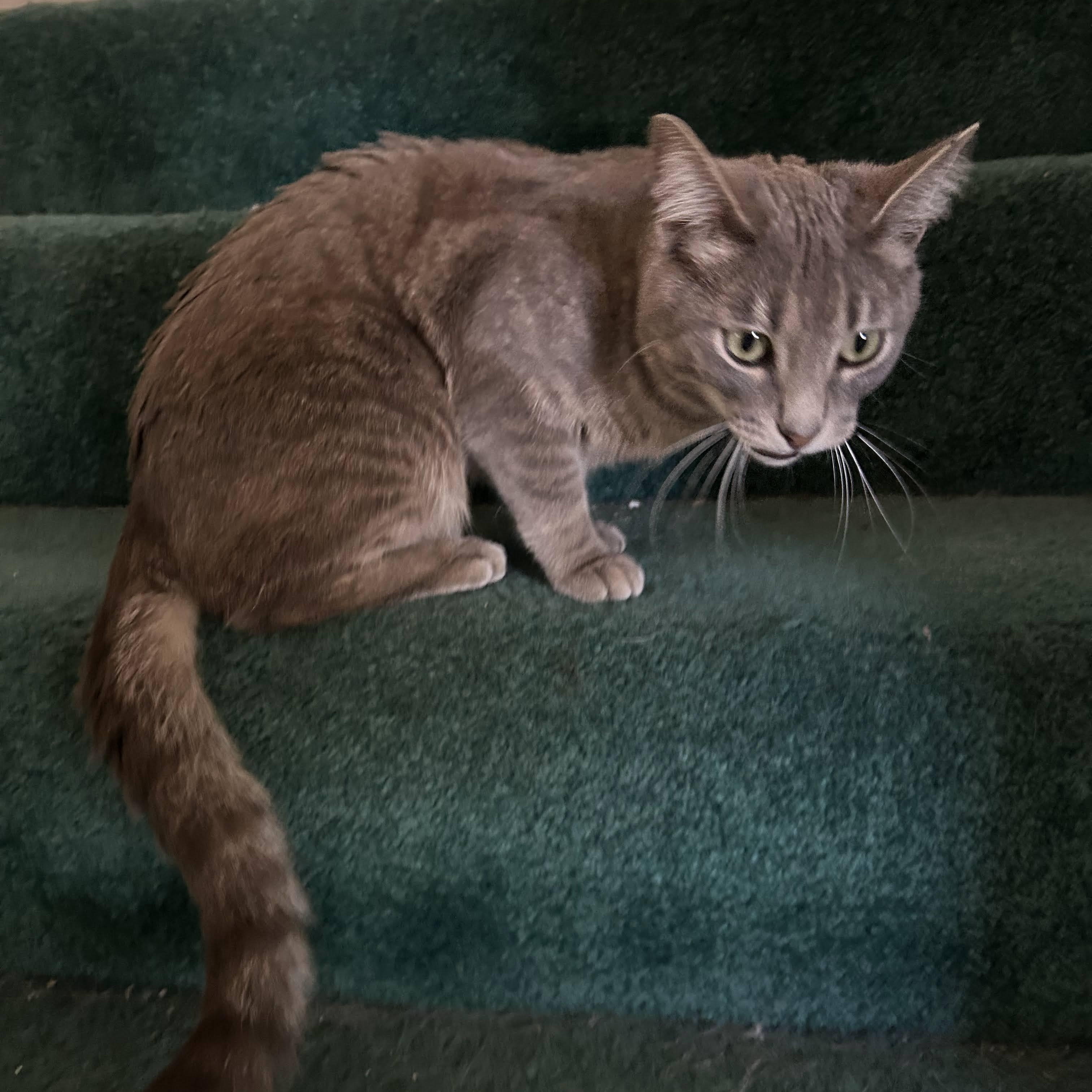 Enlarge Luna, a ADOPTABLE American Shorthair in Laguna Woods, CA image 4/4
