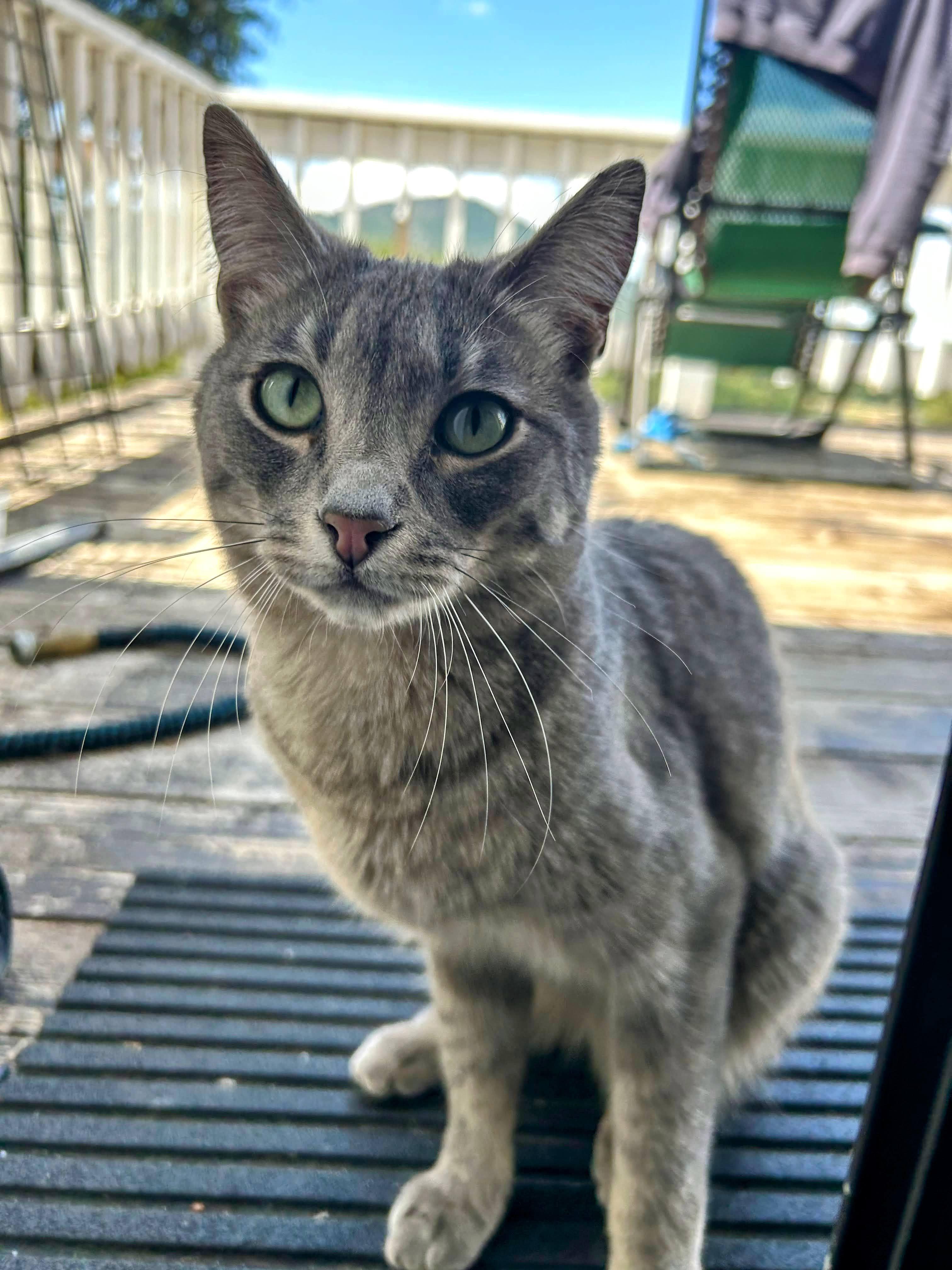Enlarge Luna, a ADOPTABLE American Shorthair in Laguna Woods, CA image 1/4