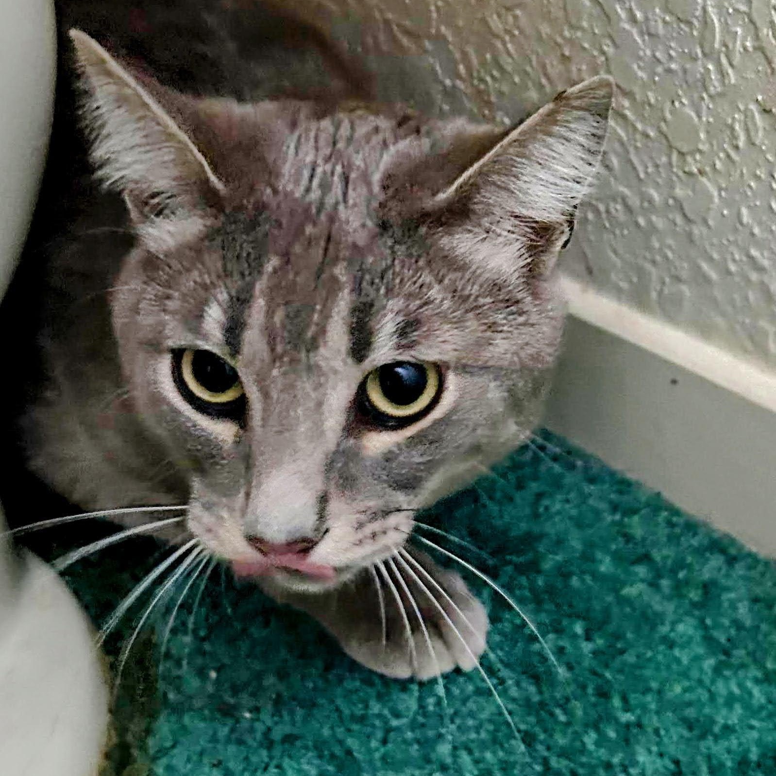 Enlarge Luna, a ADOPTABLE American Shorthair in Laguna Woods, CA image 2/4