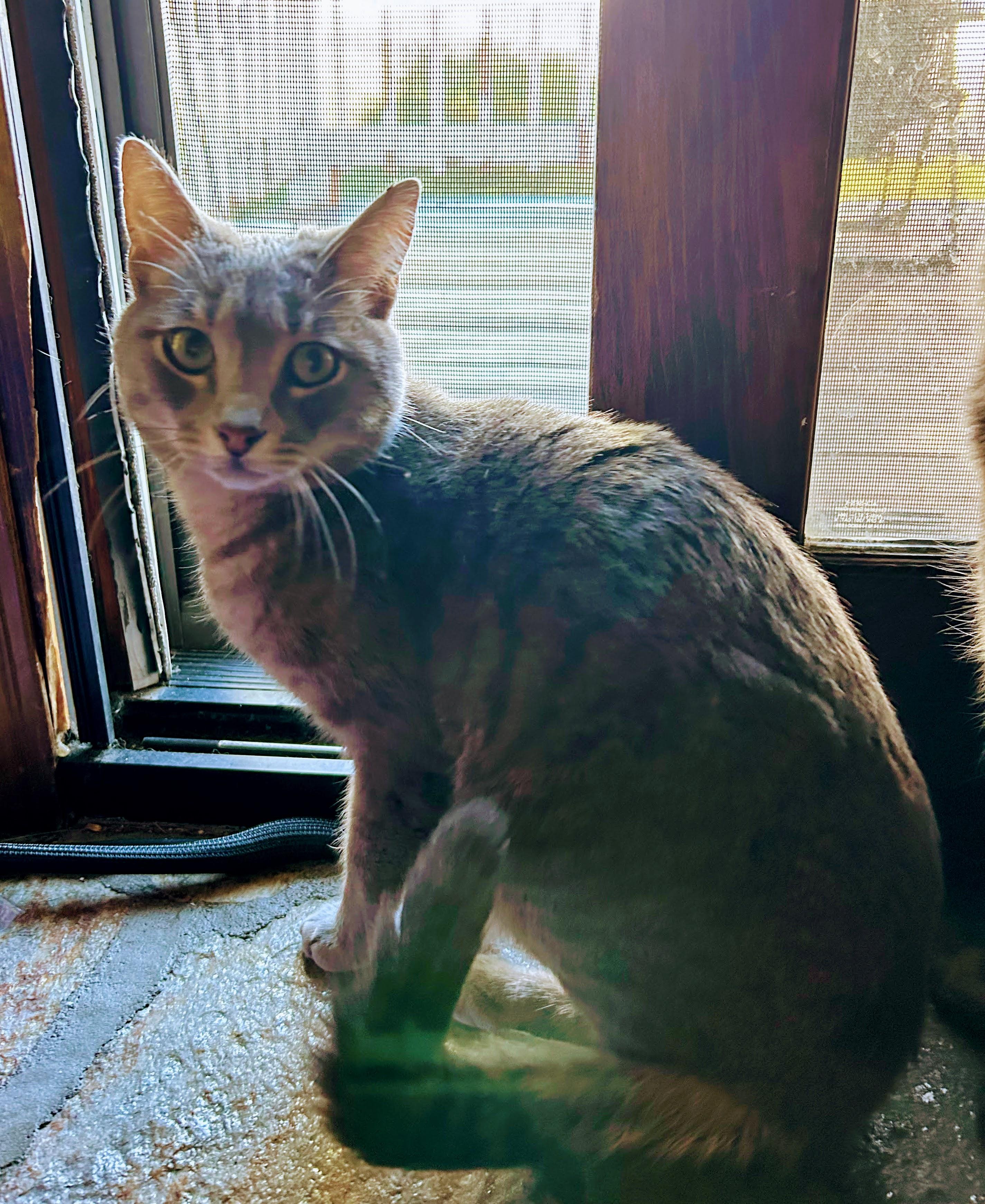 Enlarge Luna, a ADOPTABLE American Shorthair in Laguna Woods, CA image 3/4