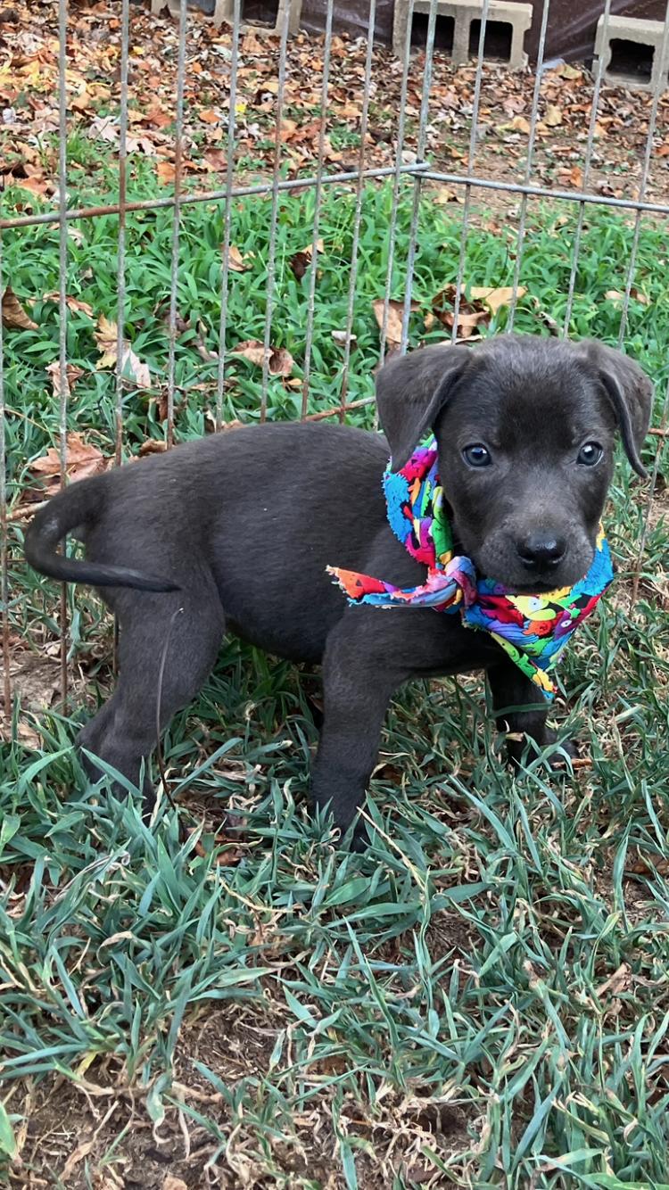 Enlarge Elsa -F - Lab mix, grayish fur 8-weeks old, a ADOPTABLE mixed breed in Muldrow, OK image 2/3