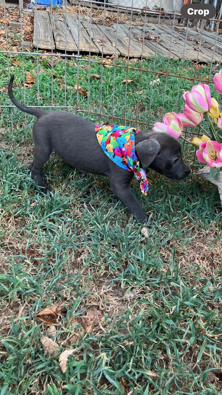 Enlarge Elsa -F - Lab mix, grayish fur 8-weeks old, a ADOPTABLE mixed breed in Muldrow, OK image 3/3