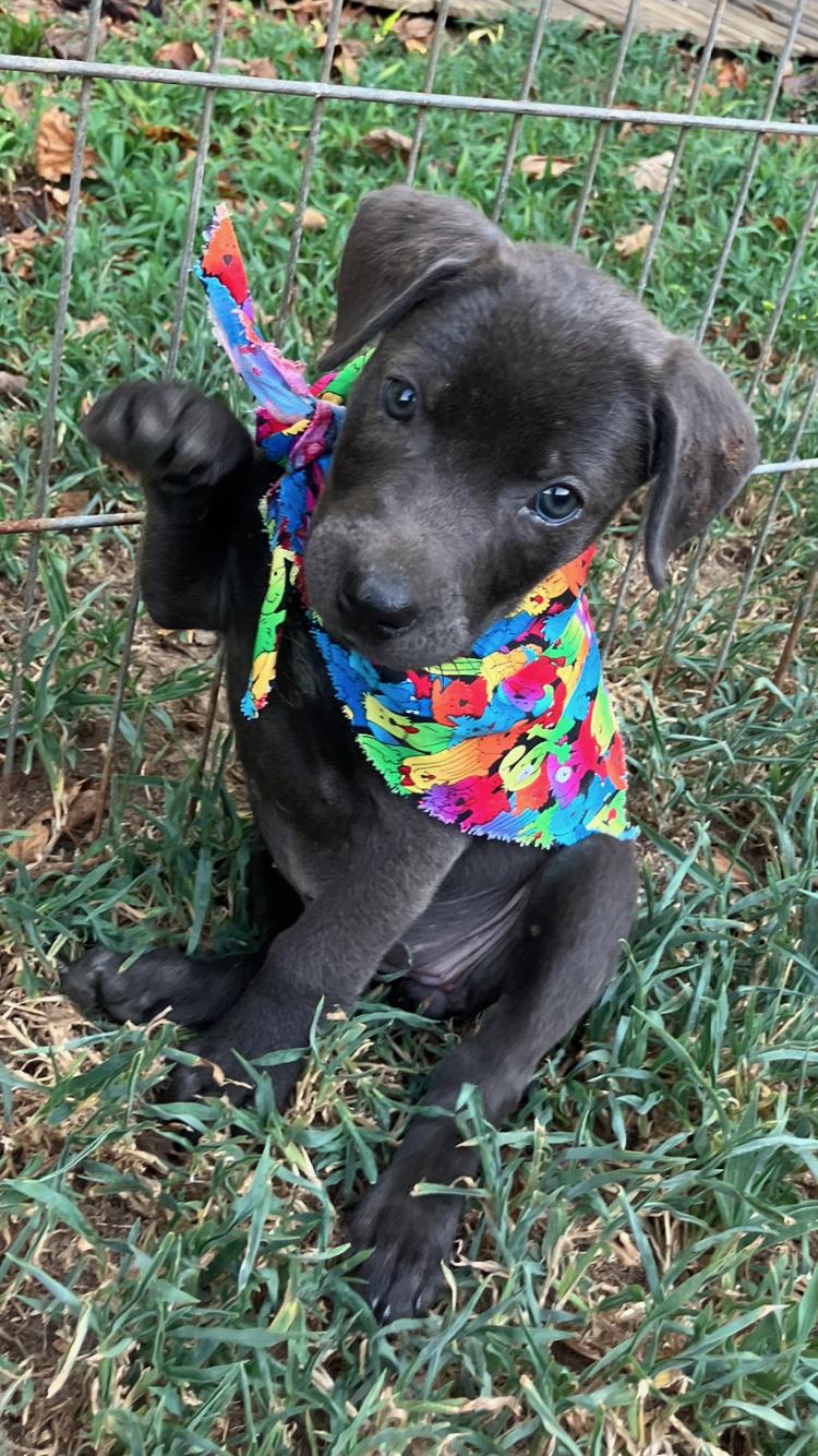 Elsa -F - Lab mix, grayish fur 8-weeks old, ADOPTABLE, Puppy Female Black Labrador Retriever.