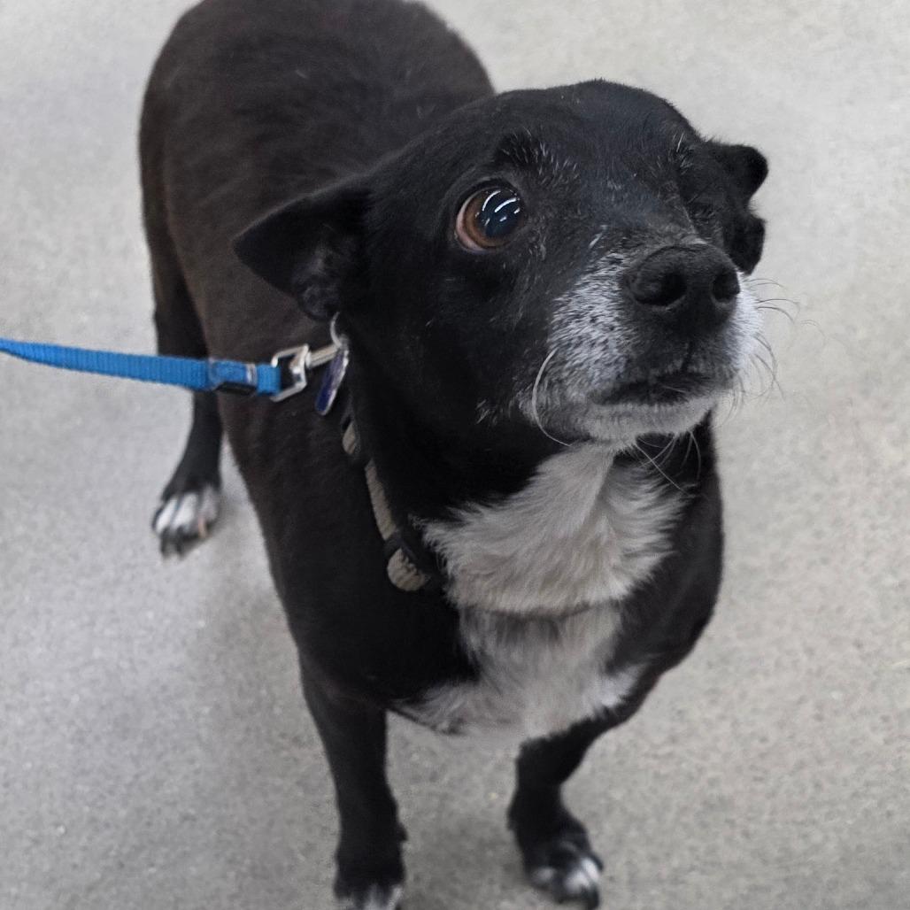 Enlarge Mikey, a Adoptable Mixed Breed in Lima, OH image 1/6