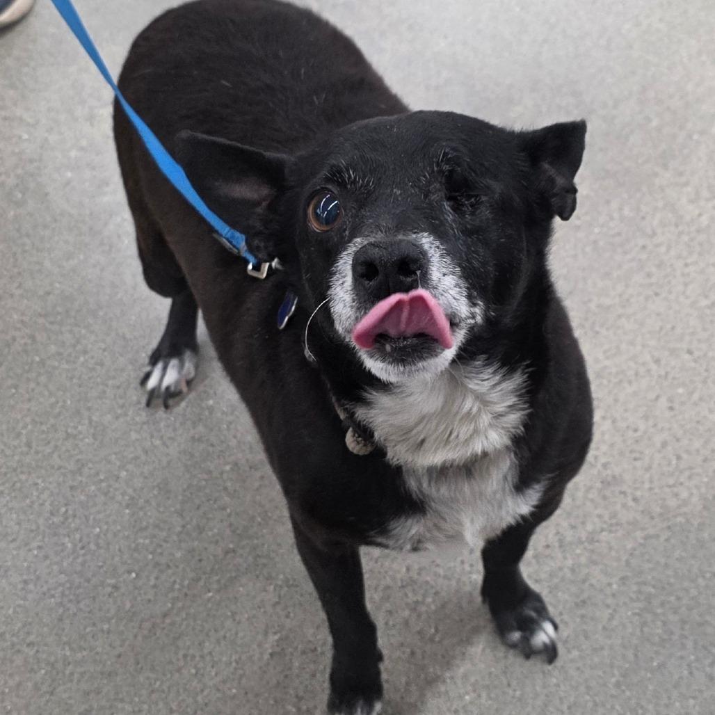 Enlarge Mikey, a Adoptable Mixed Breed in Lima, OH image 4/6