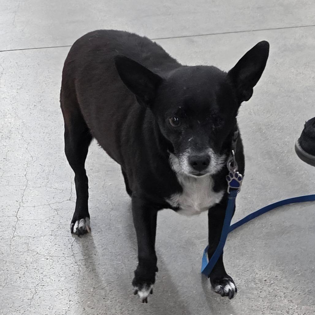 Enlarge Mikey, a Adoptable Mixed Breed in Lima, OH image 5/6