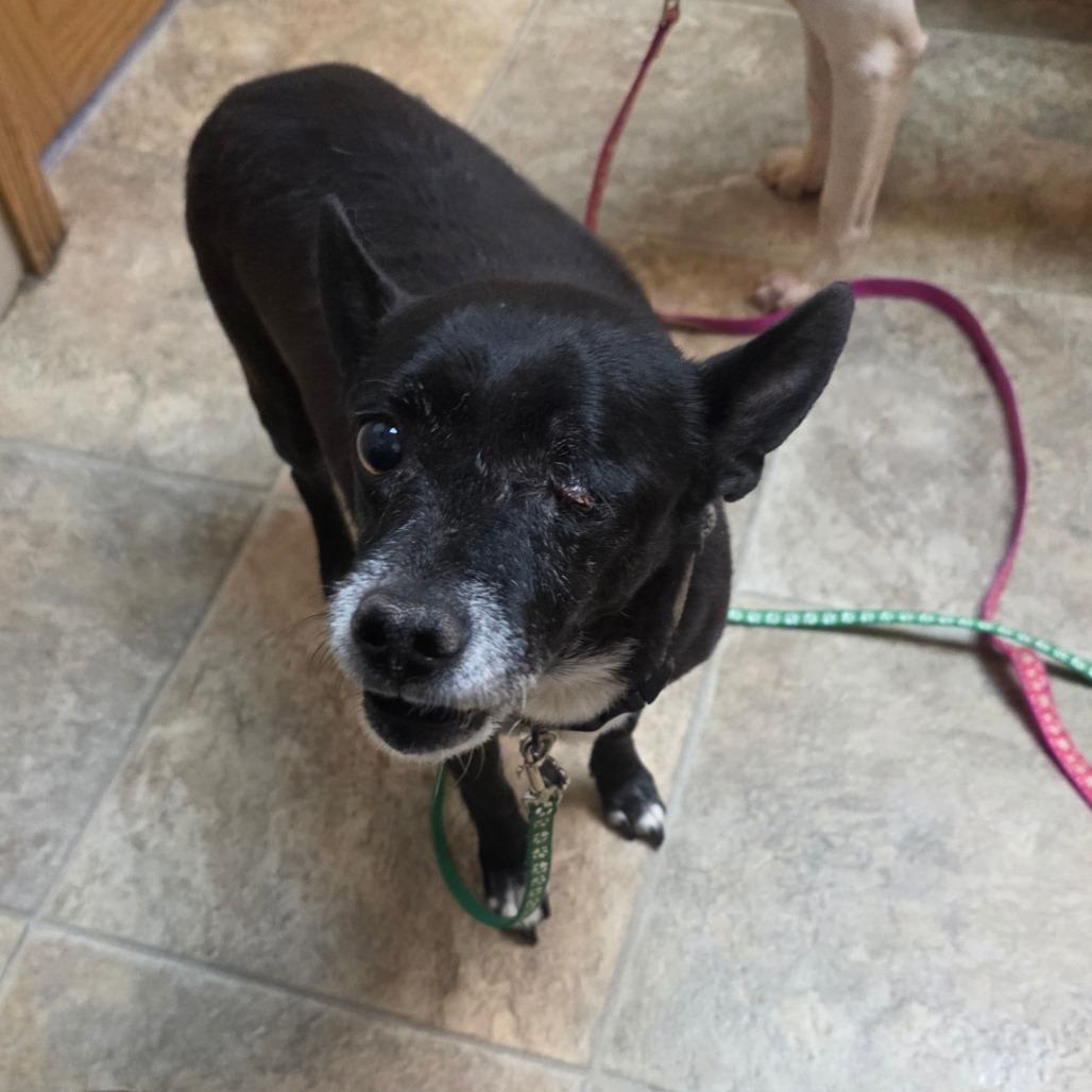 Enlarge Mikey, a Adoptable Mixed Breed in Lima, OH image 6/6