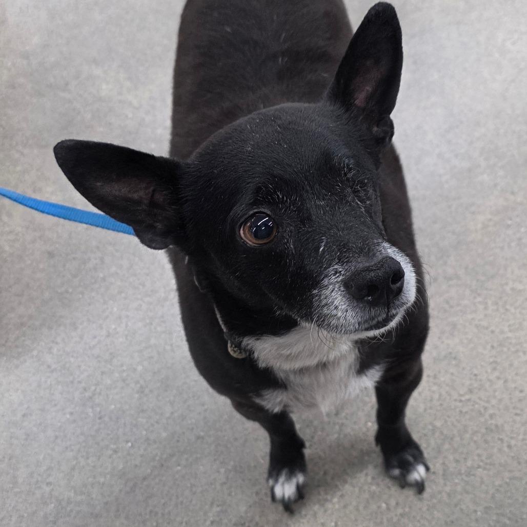 Enlarge Mikey, a Adoptable Mixed Breed in Lima, OH image 2/6