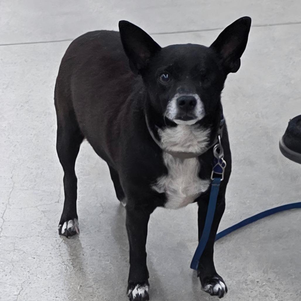 Enlarge Mikey, a Adoptable Mixed Breed in Lima, OH image 3/6