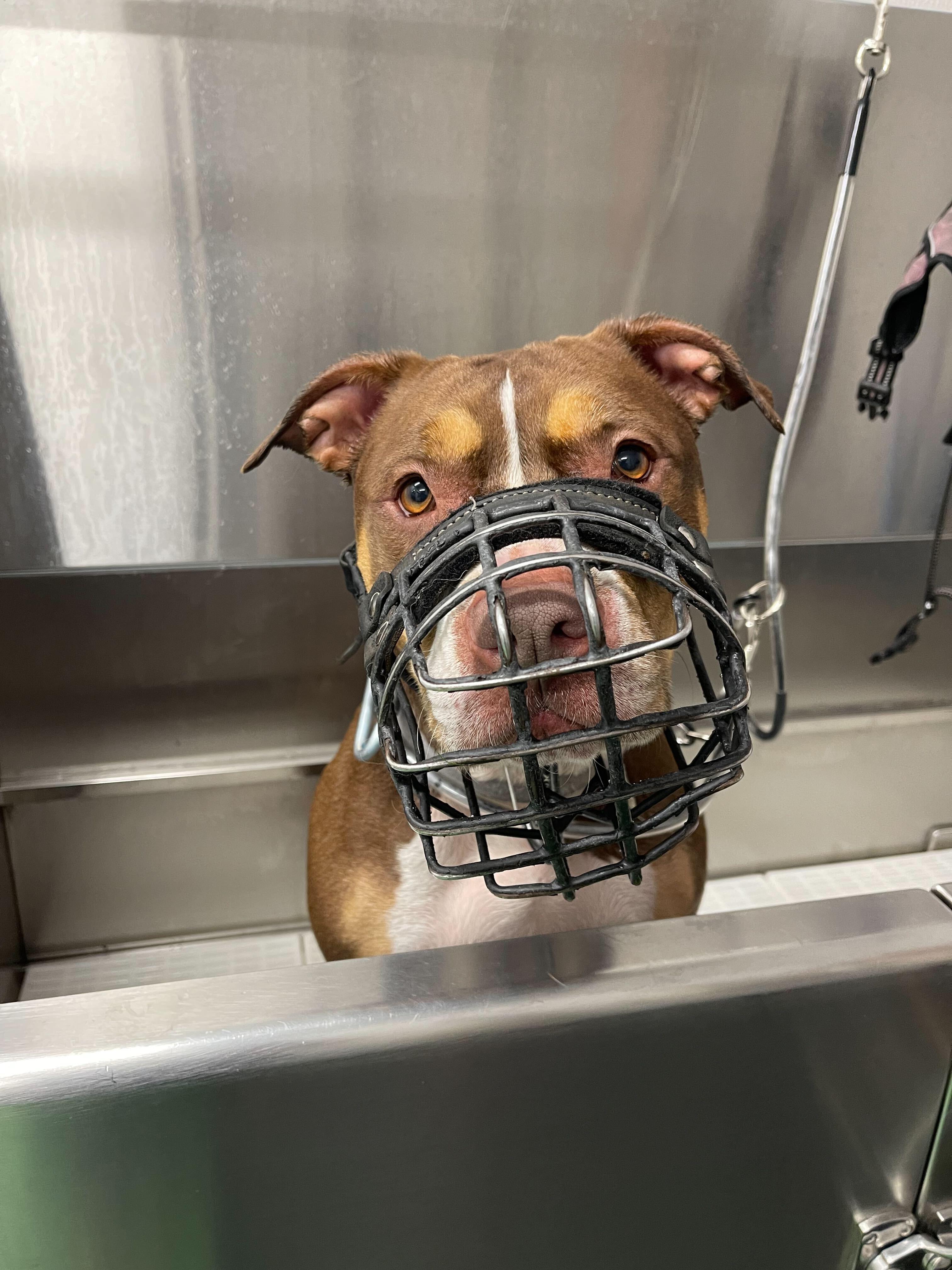 Enlarge Chloe [Foster or Foster-to-Adopt], a Adoptable American Staffordshire Terrier in Naperville, IL image 2/5