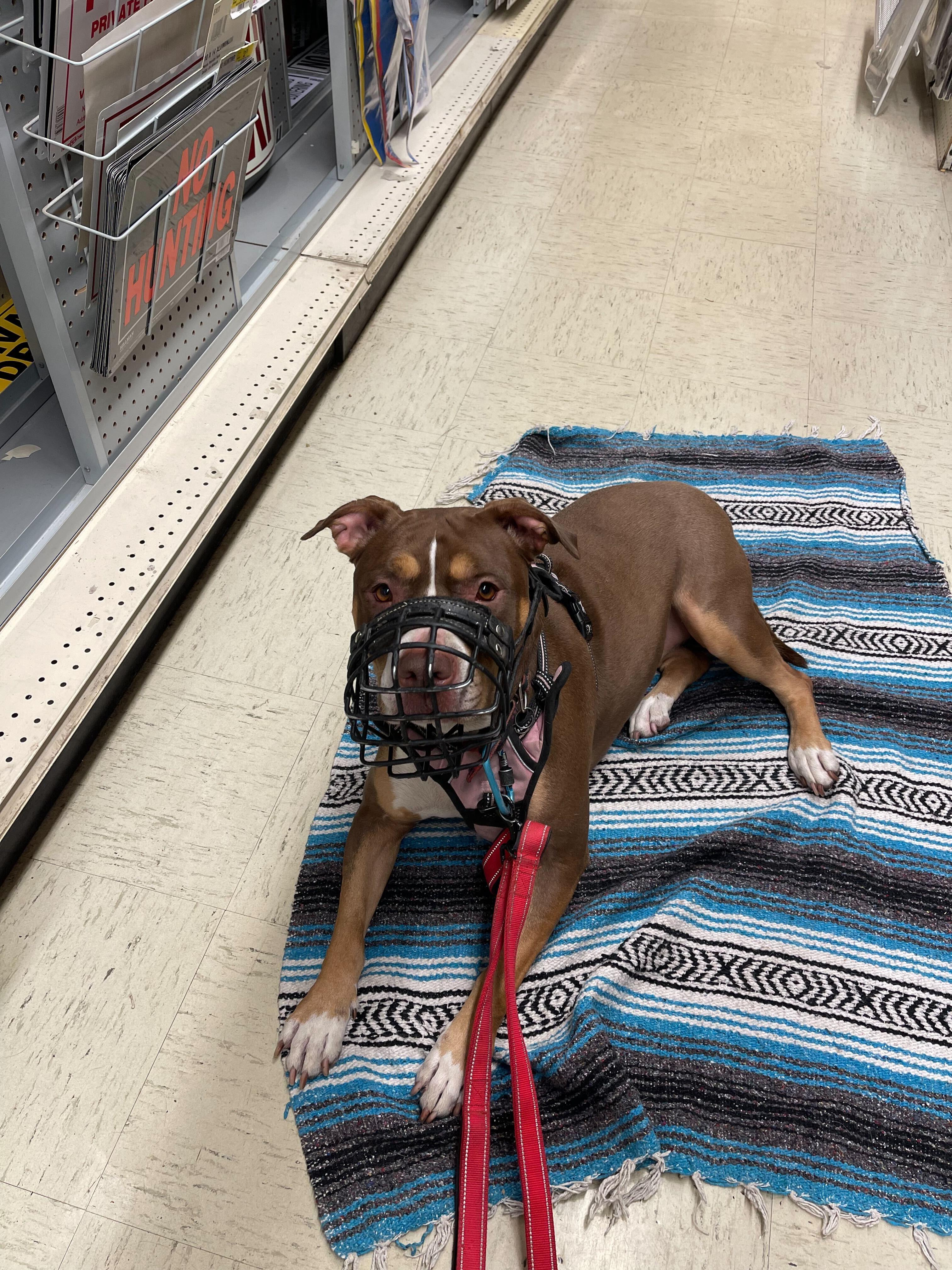 Enlarge Chloe [Foster or Foster-to-Adopt], a Adoptable American Staffordshire Terrier in Naperville, IL image 3/5