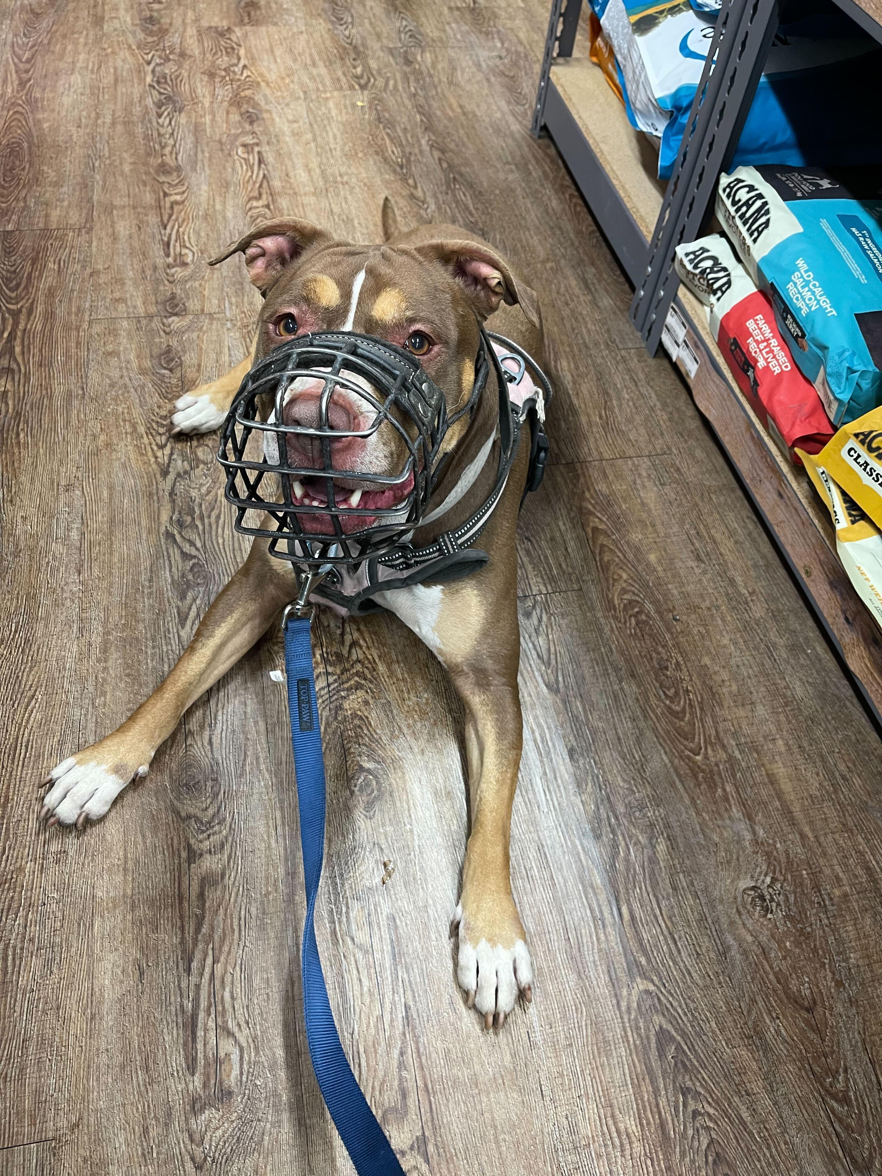 Chloe [Foster or Foster-to-Adopt]