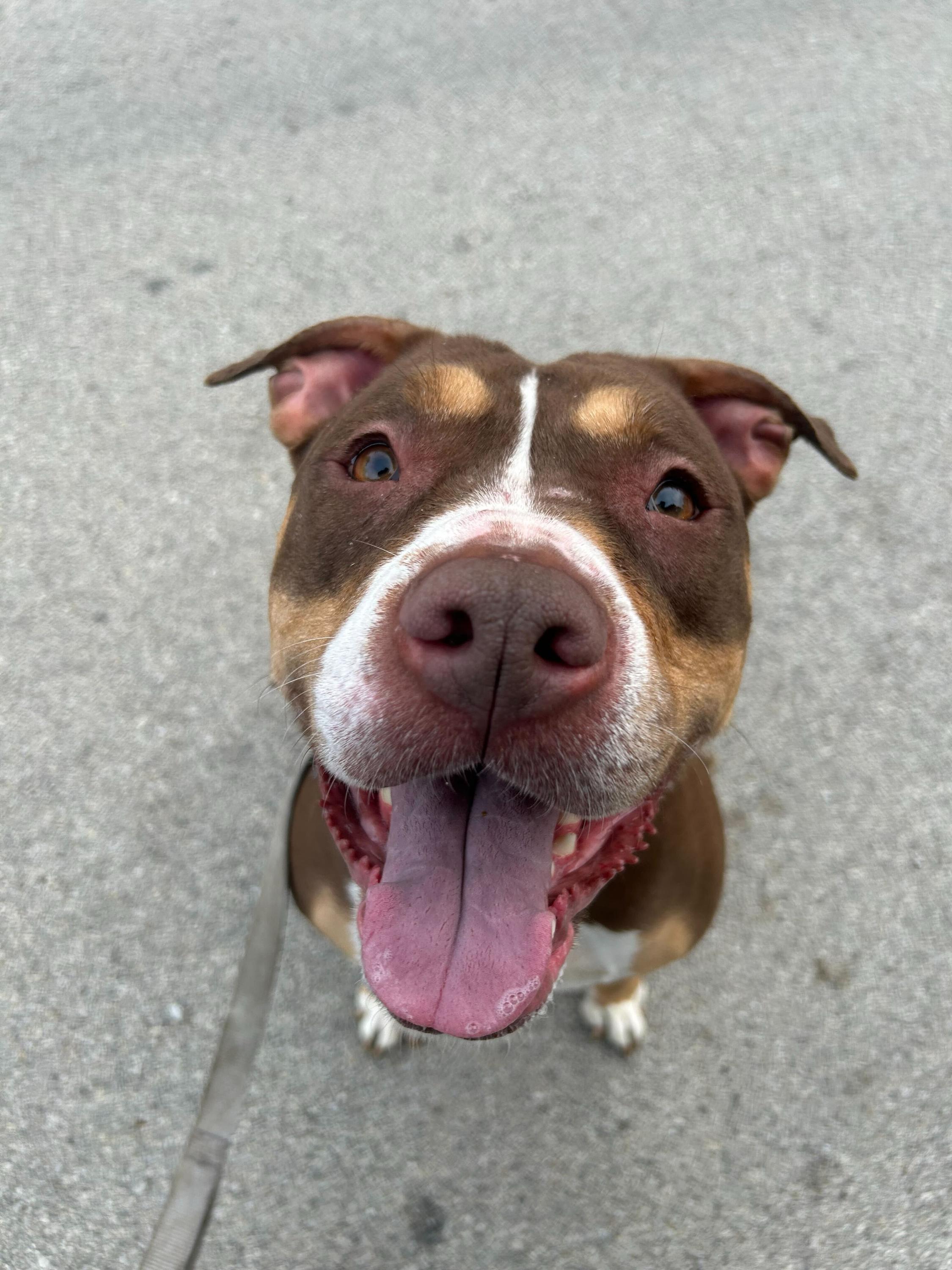 Chloe [Foster or Foster-to-Adopt]