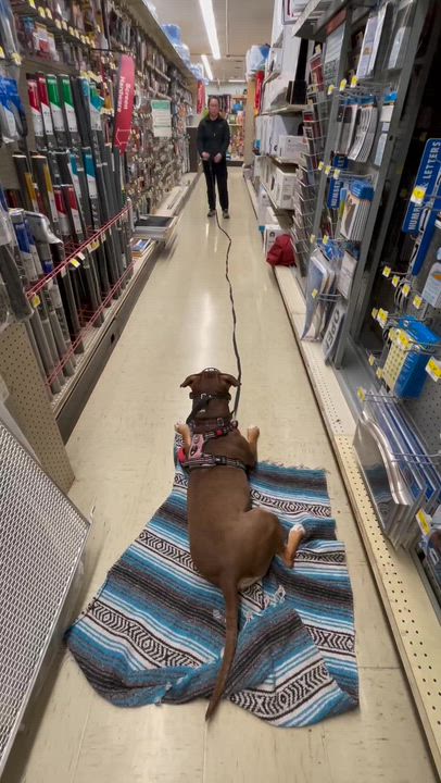 Enlarge Chloe [Foster or Foster-to-Adopt], a Adoptable American Staffordshire Terrier in Naperville, IL video 5/5