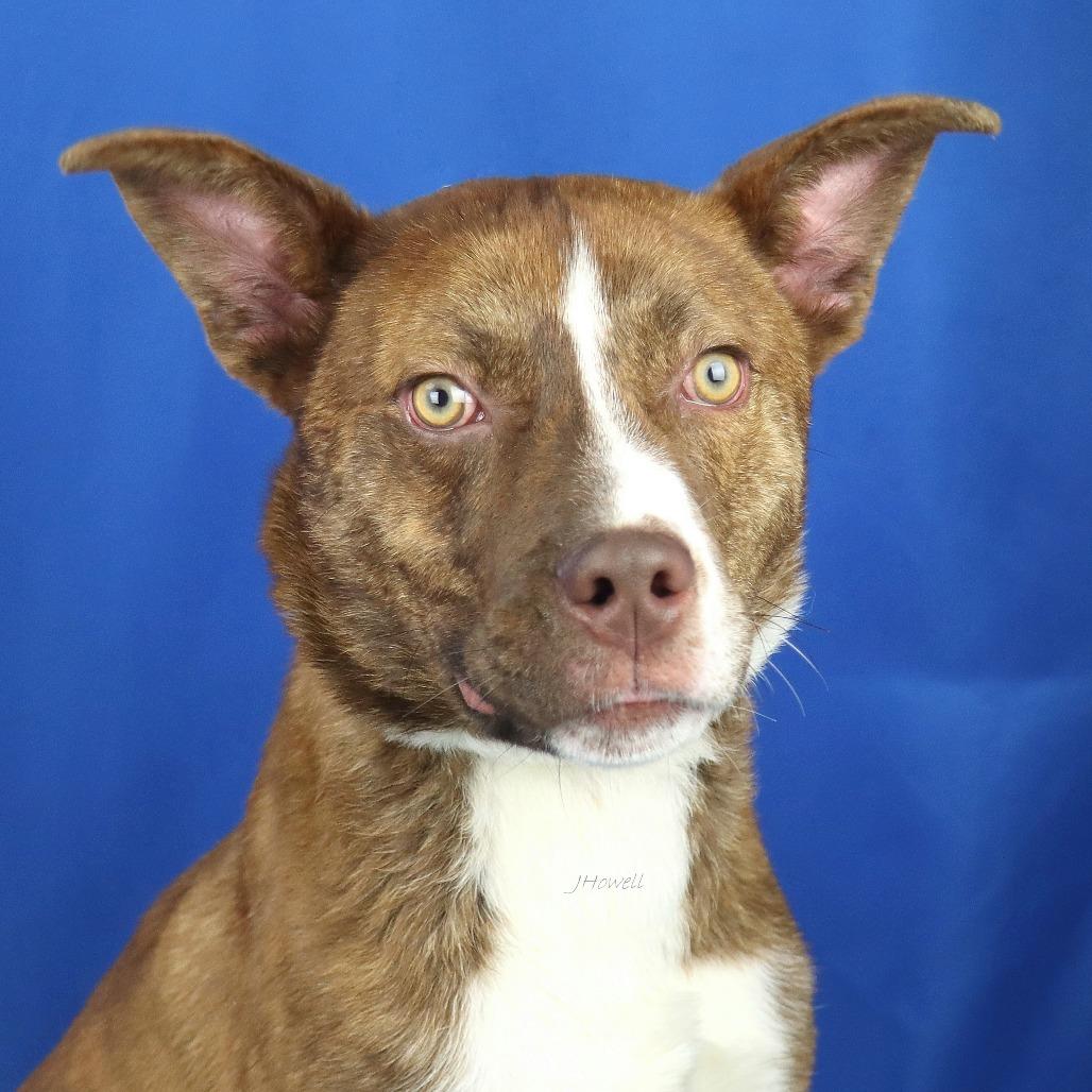 Baldwyn - 101401T-2, a Adoptable mixed breed in Tupelo, MS image 2/3