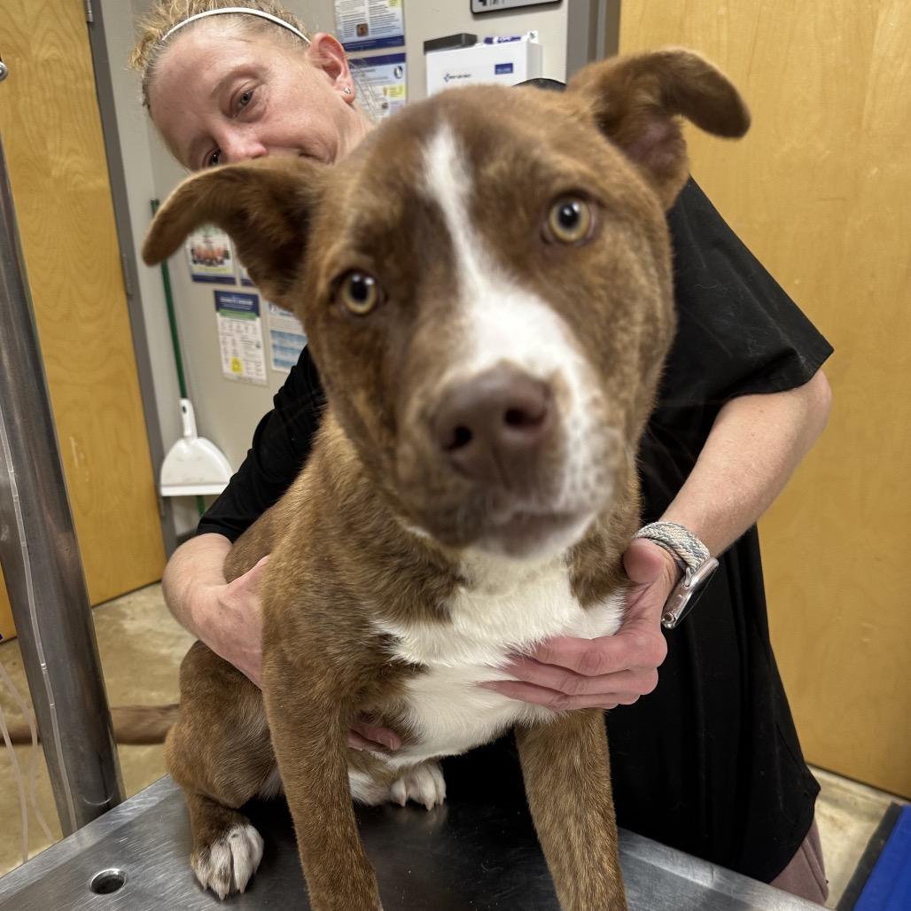 Baldwyn - 101401T-2, a Adoptable mixed breed in Tupelo, MS image 3/3