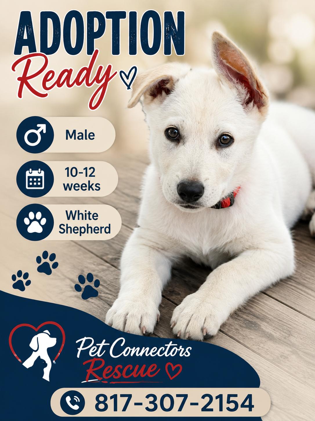 Winston, Adopted, Puppy Male Belgian Shepherd / Laekenois.