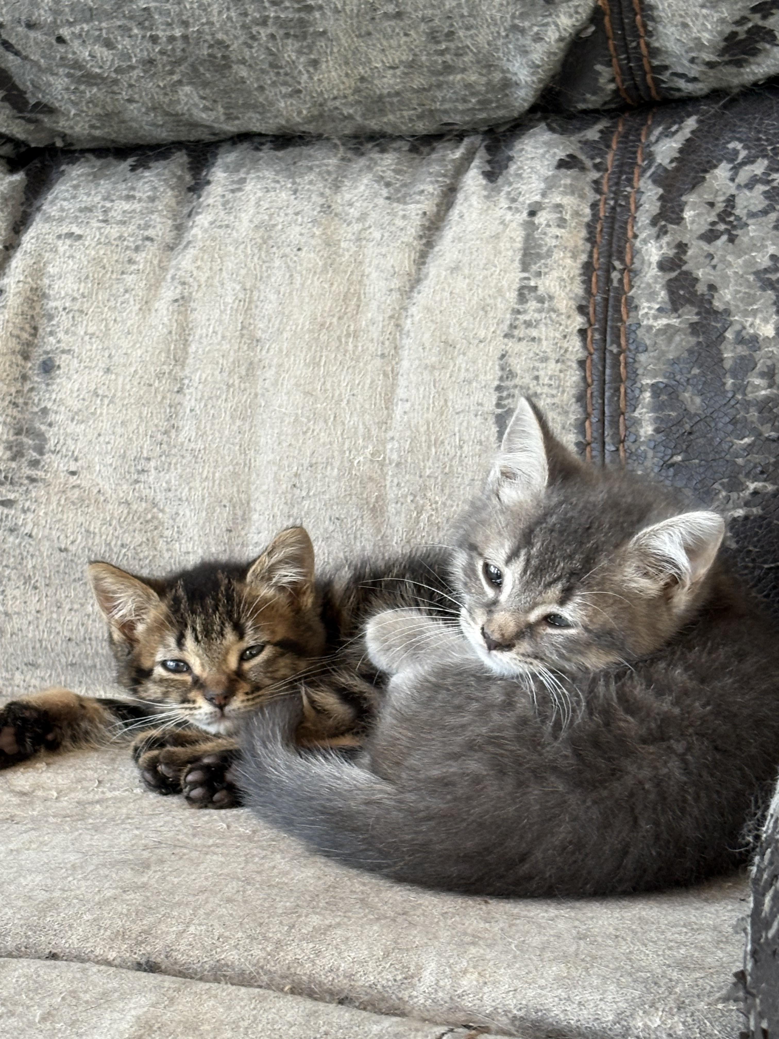 Spice and marshmallow