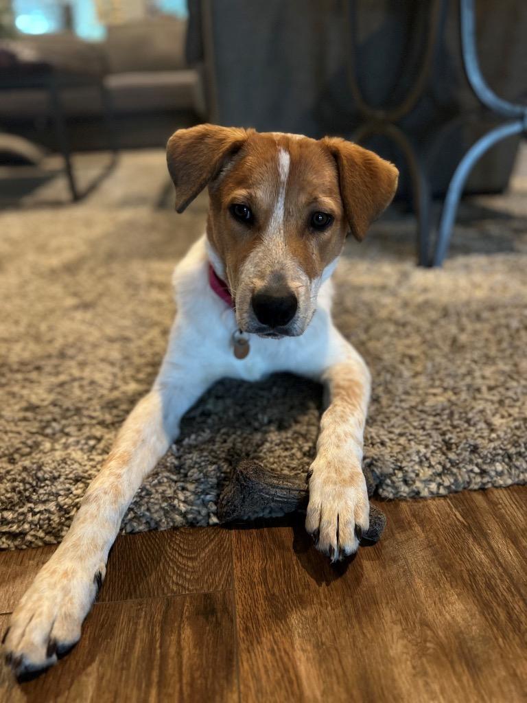 Riley, Adoptable, Young Male Cattle Dog & Hound.