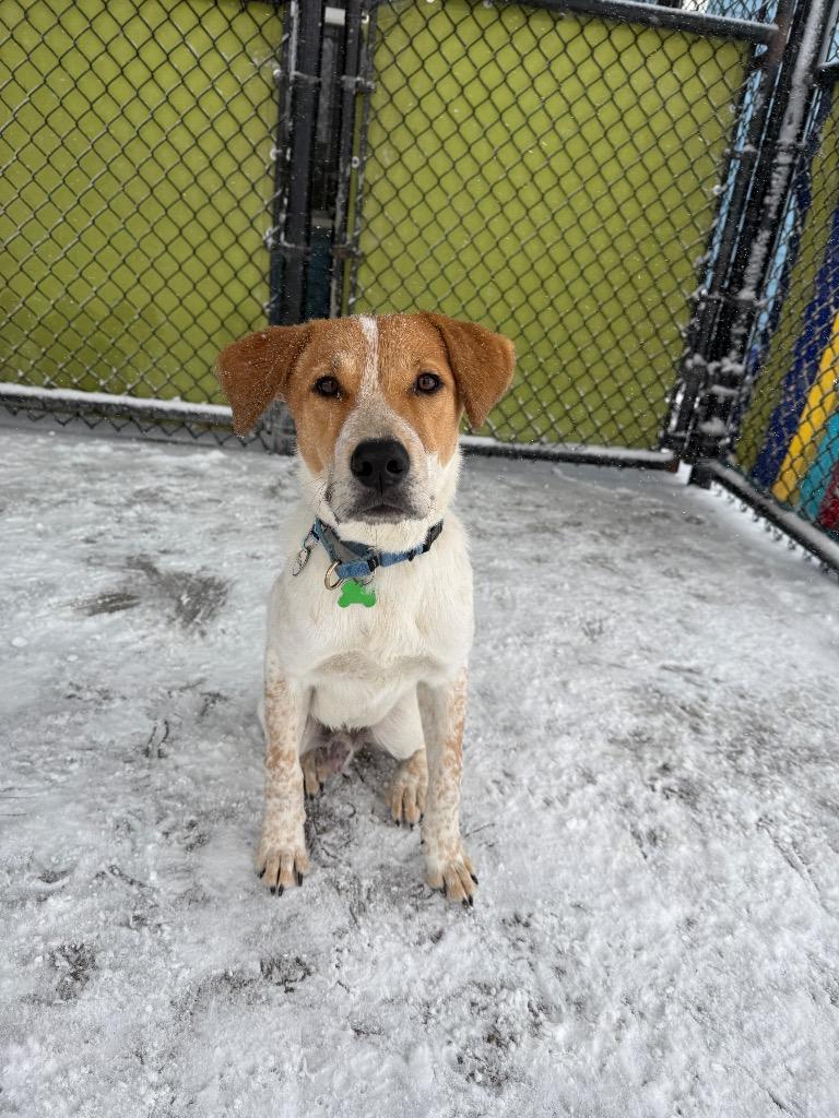 Enlarge Riley, a Adoptable mixed breed in North Syracuse, NY image 2/5