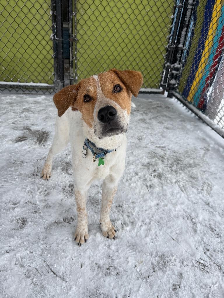 Enlarge Riley, a Adoptable mixed breed in North Syracuse, NY image 3/5