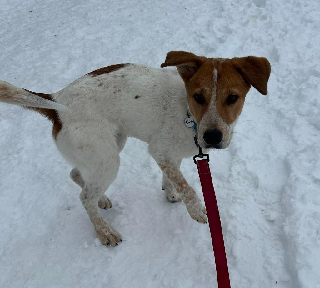 Enlarge Riley, a Adoptable mixed breed in North Syracuse, NY image 4/5